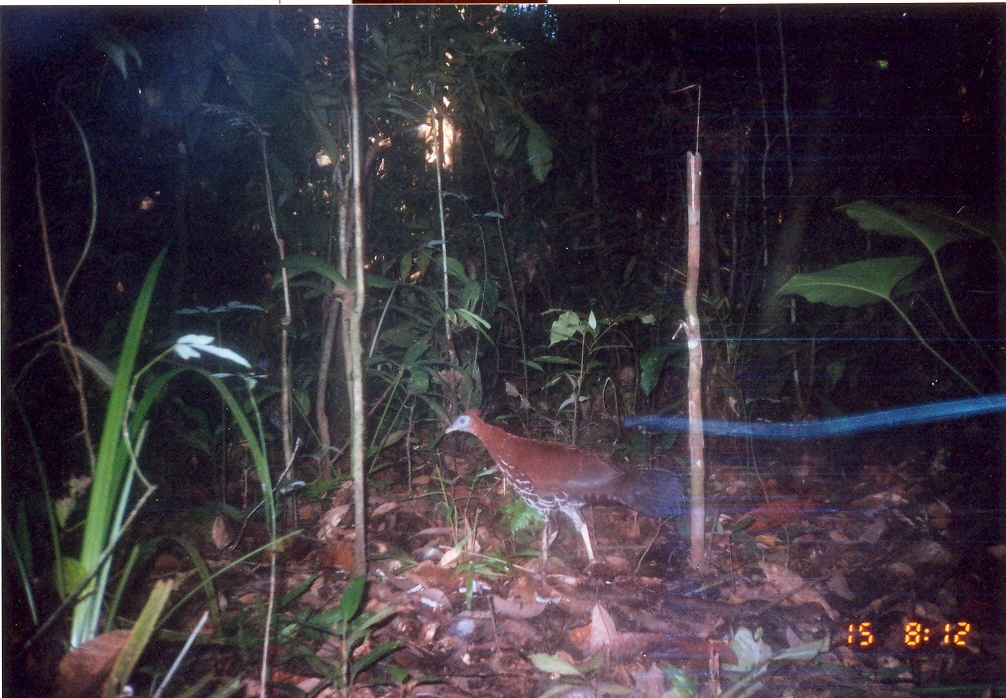 Image of Crested Fireback