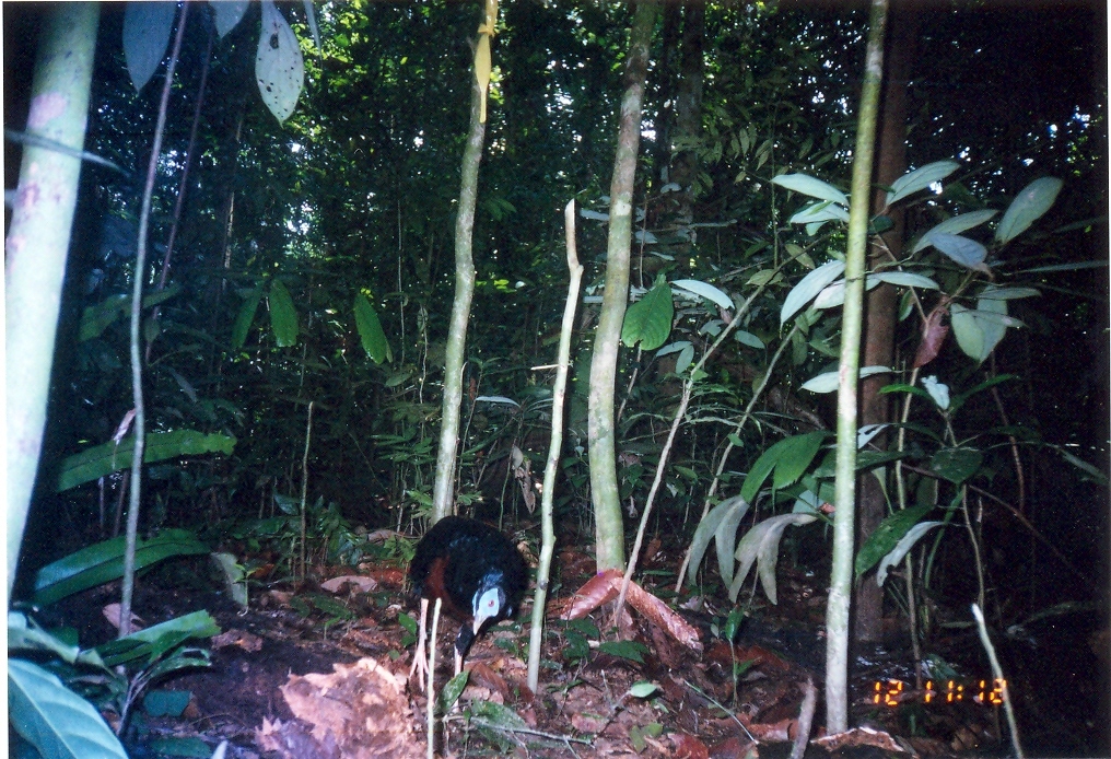 Image of Crested Fireback