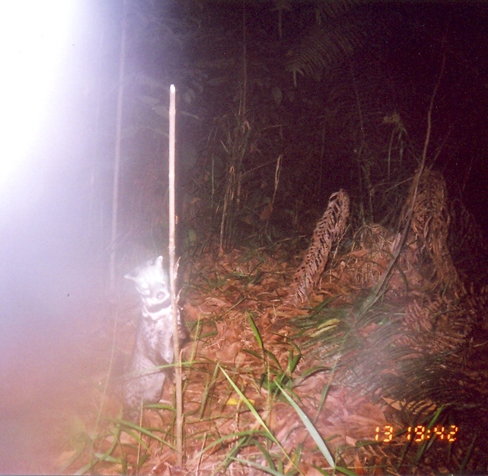 Image of Oriental Civet