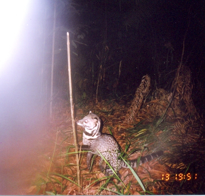 Image of Oriental Civet