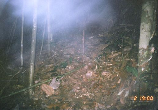 Image of Lesser Mouse-deer