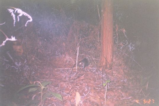 Image of Thick-spined Porcupine