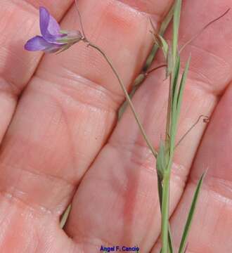 Image of angled pea