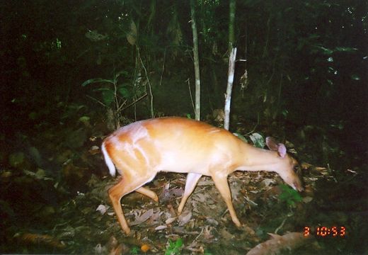 Image of Bornean Yellow Muntjac