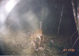 Büyük cüce geyik resmi