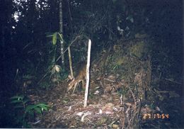 Image of Bornean Yellow Muntjac