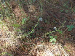 Imagem de Stellaria cuspidata Willd. ex Schltdl.