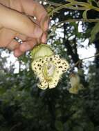 Sivun Kohleria tigridia (Ohlend.) Roalson & Boggan kuva