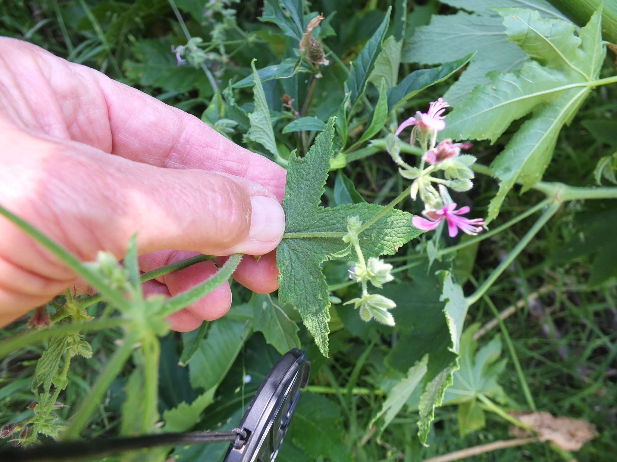 Image of Pelargonium hispidum (L. fil.) Willd.