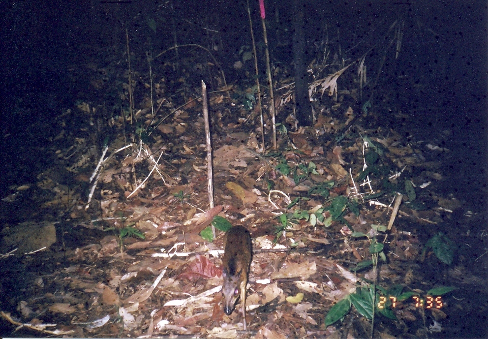 Image of Lesser Mouse-deer