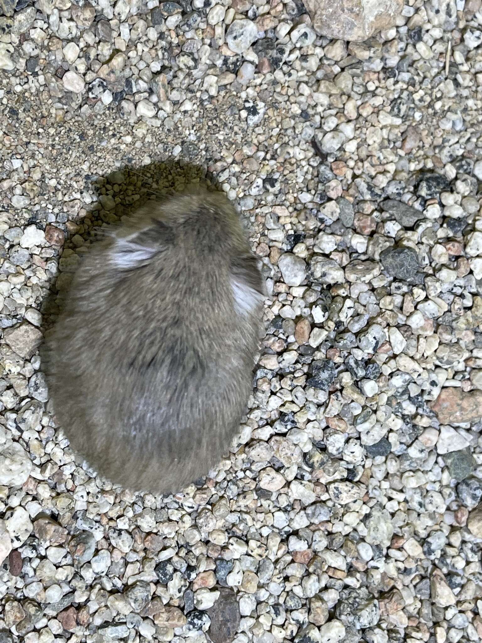 Image of Desert Hamster