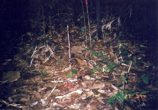 Sundasciurus hippurus (I. Geoffroy Saint-Hilaire 1831) resmi