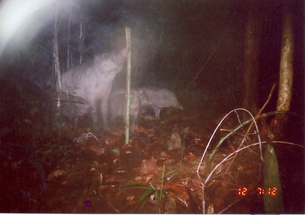 Image of Bearded Pig