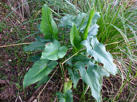 Image de Zantedeschia