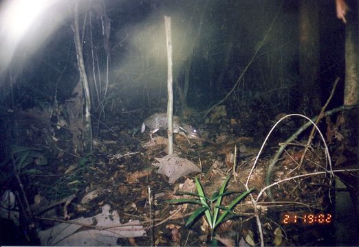 Image of Balabac Chevrotain