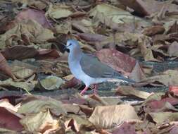 Image of Caribbean Dove