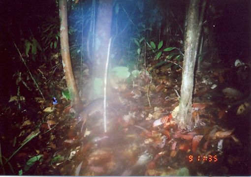 Image of Lesser Mouse-deer