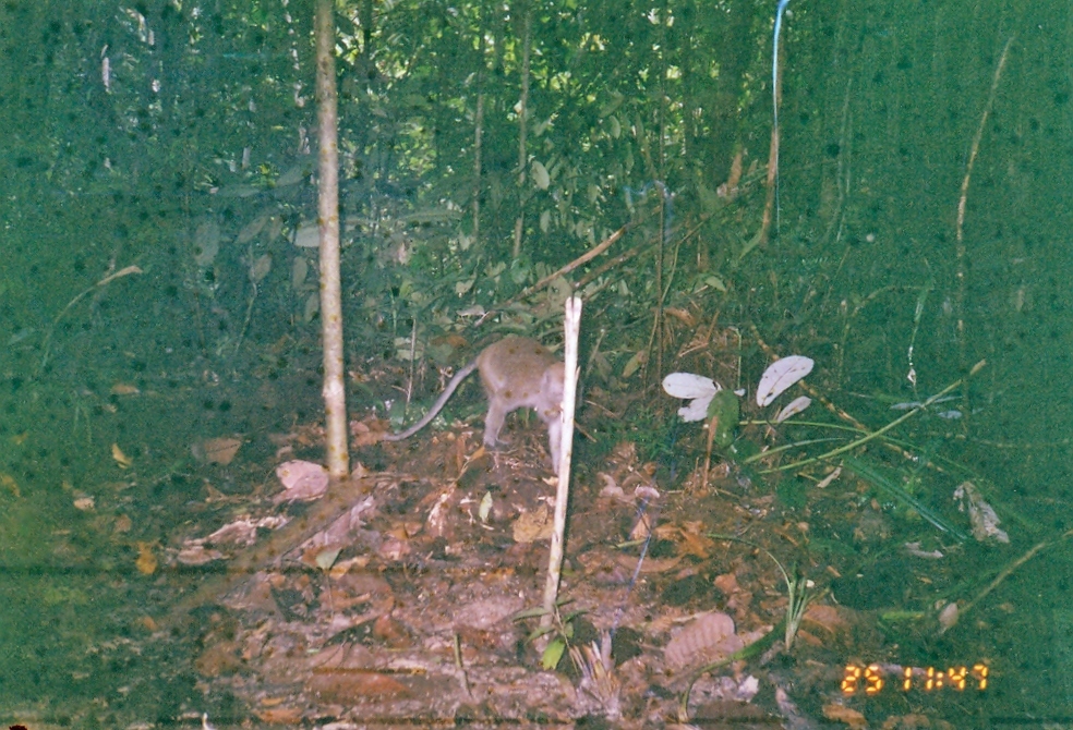 Image of Long-tailed Macaque