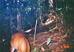 Image of Bornean Yellow Muntjac