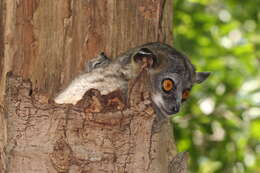 Image of white-footed sportive lemur