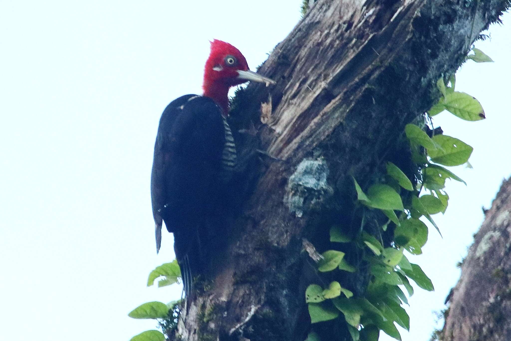 Image of Robust Woodpecker