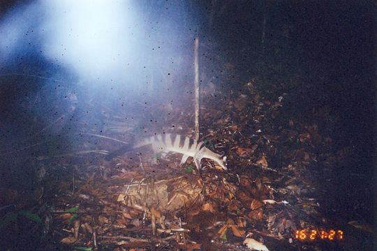 Image of Banded Palm Civet