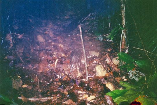 Image of Sunda Pangolin