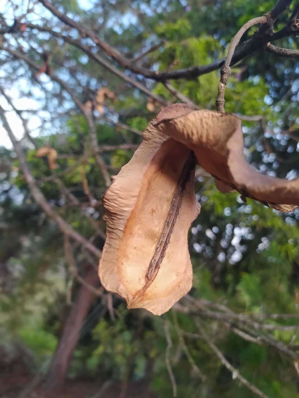 Plancia ëd Jacaranda caucana Pittier