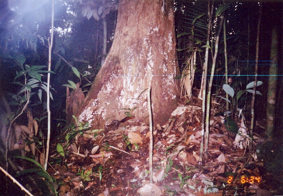 Image of Tree Shrew Sp.