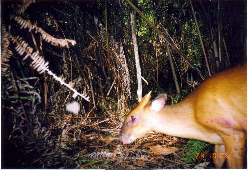 Image of Bornean Yellow Muntjac