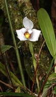 Image of Maxillaria grandiflora (Kunth) Lindl.