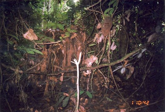 Image of Kinabalu Squirrel