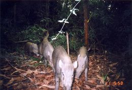 Image of Bearded Pig