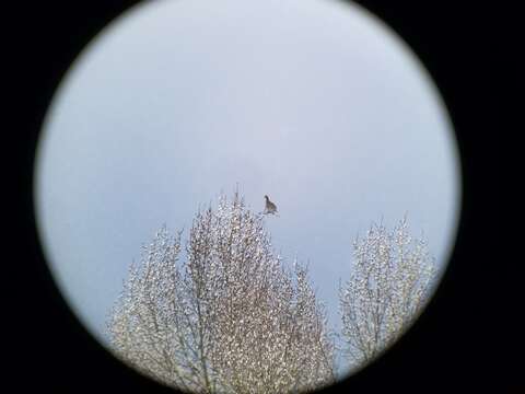 Image of Sharp-tailed Grouse