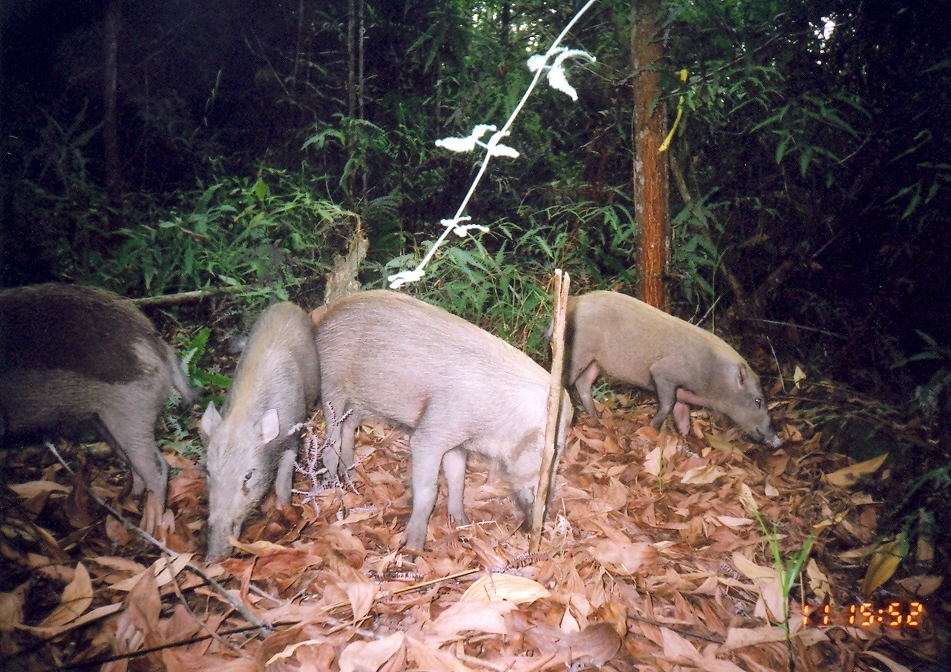 Image of Bearded Pig