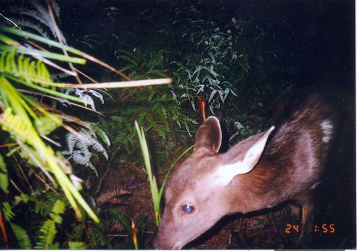 Image of Sambar