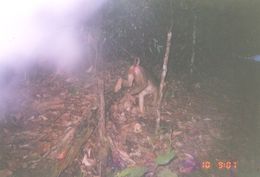 Image of Long-tailed Macaque