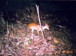 Image of Bornean Yellow Muntjac