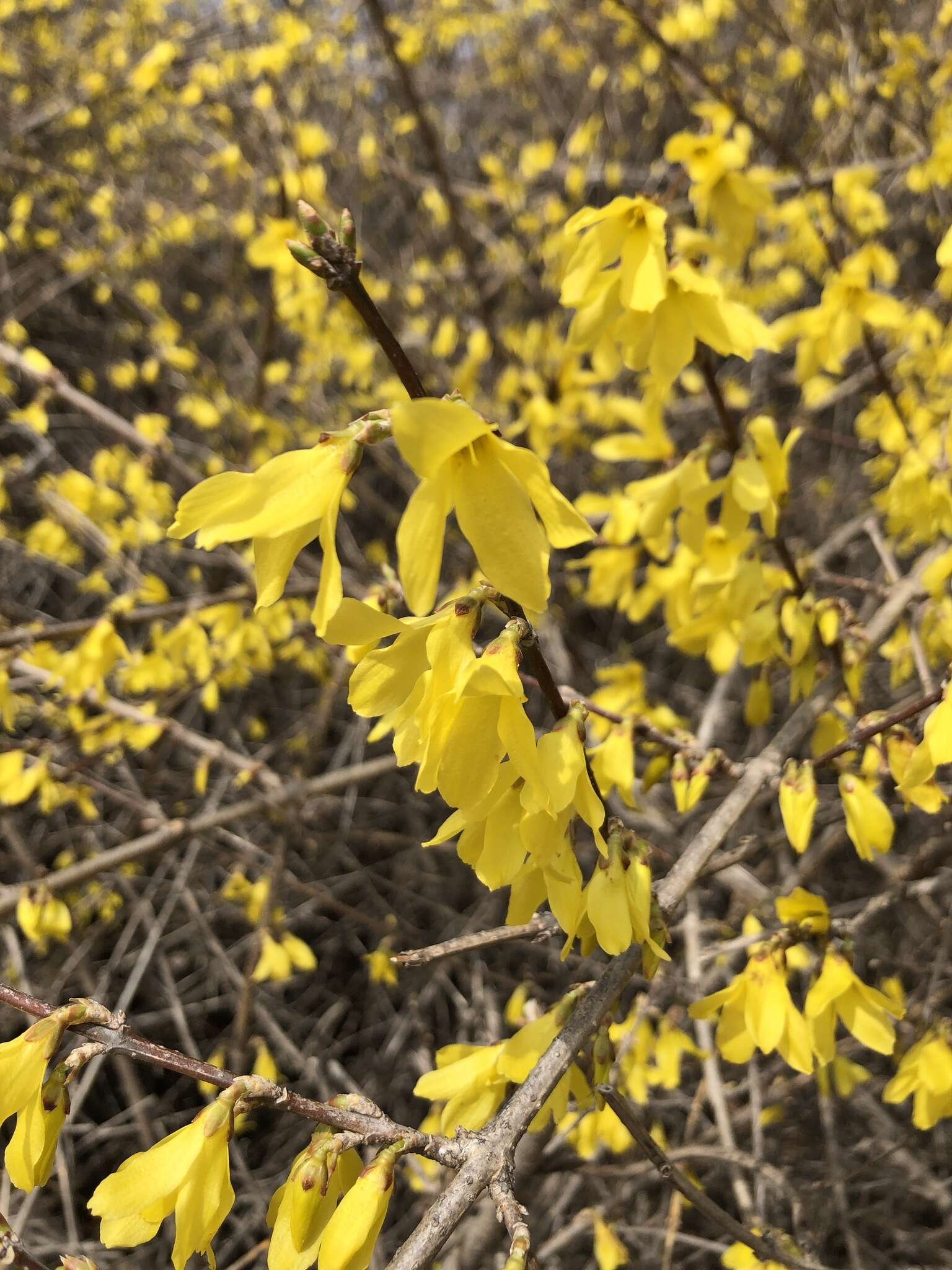 Image of Korean goldenbell tree