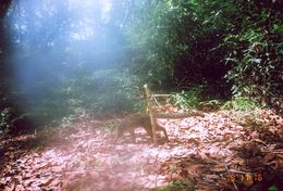 Image of Marbled Cat