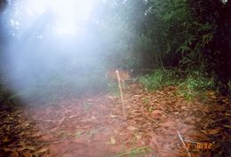 Image of Bornean Yellow Muntjac