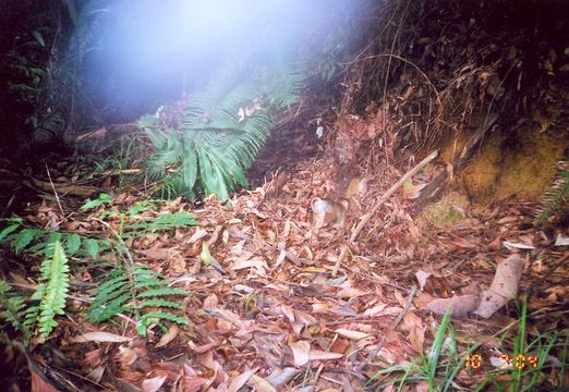 Image of Long-tailed Macaque