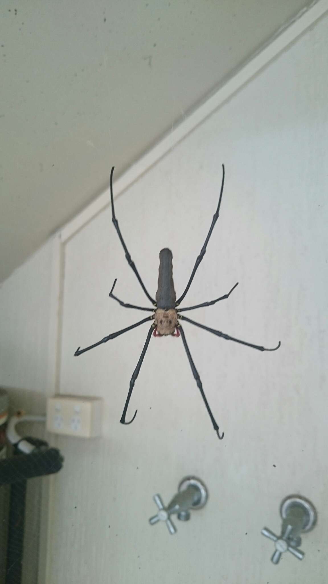 Image of Nephila pilipes (Fabricius 1793)