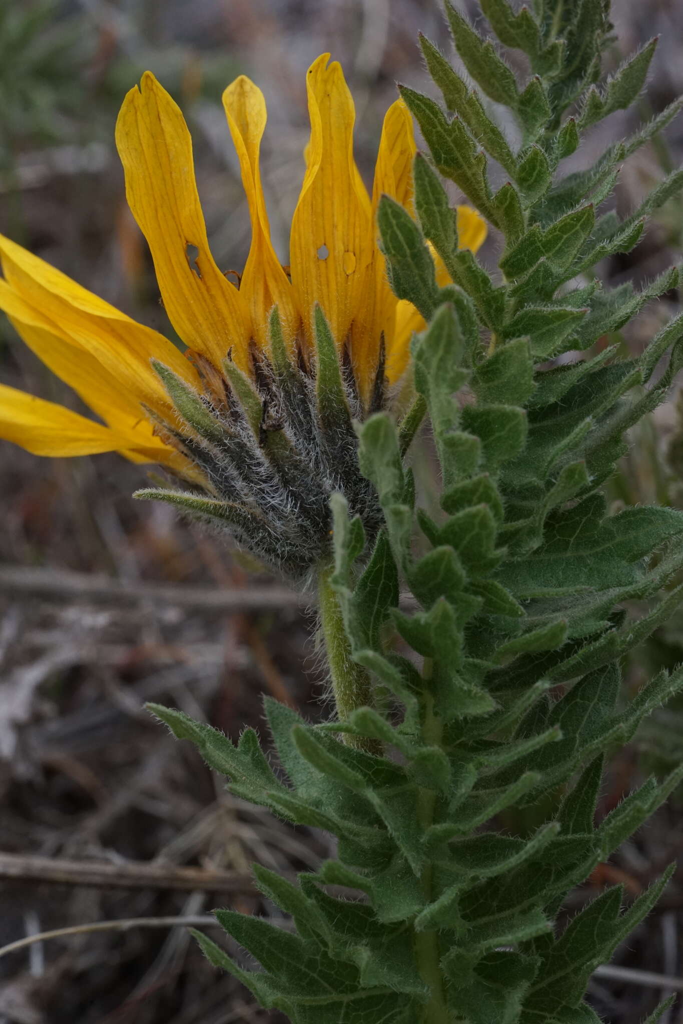 Слика од Balsamorhiza hispidula Sharp