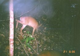 Image of Bornean Yellow Muntjac