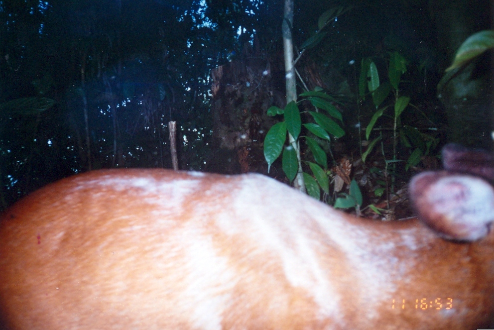 Image of Barking Deer