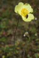 Image of Papaver chakassicum G. A. Peschkova