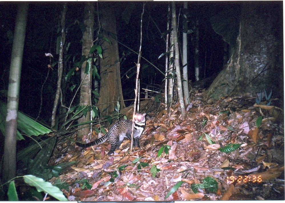 Image of Oriental Civet