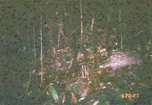 Image of Thick-spined Porcupine