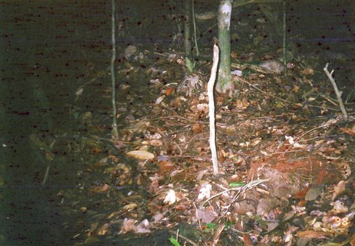 Image of Long-tailed Porcupine
